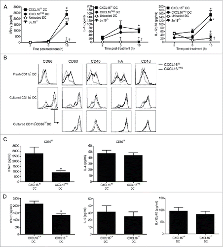 Figure 4. In vivo cytokine responses following adoptive transfer of α-GalCer-loaded CXCL16hi or CXCL16neg DCs. CD11c+ DCs were enriched from splenocytes by magnetic sorting and loaded overnight with α-GalCer (200 ng/mL). DCs were sorted into CXCL16hi and CXCL16neg subsets and injected i.v. into wild-type or Jα18−/− mice. Unloaded DCs and Jα18−/− mice were used as controls. Serum cytokine levels were analyzed via a multiplex cytokine array. (A) IFNγ, IL-4, and IL-12p-70 levels were measured at 2, 6 and 18 h after DC transfer (n = 5–10 per group). *p < 0.05 compared with 2 h time point, †p < 0.05 compared to CXCL16hi DC. (B) Representative plots showing expression of CD86, CD80, CD40, I-A, and CD1d on CXCL16hi DCs and CXCL16neg DCs following isolation and after overnight culture. Receptor expression is also shown for the CD86hi gated population. (C) Serum levels of IFNγ and IL-4 were measured by ELISA 18 h after adoptive transfer of α-GalCer-loaded CD86hi CXCL16hi or CD86hi CXCL16neg DCs. (n = 4 per group). *p < 0.05 compared with CXCL16hi DC. (D) Serum IFNγ, IL-4, and IL-12p70 levels were measured by ELISA 18 h after adoptive transfer of splenic CXCL16+/+ or CXCL16−/− DCs (n = 6 per group). *p < 0.05 compared to CXCL16+/+ DCs.