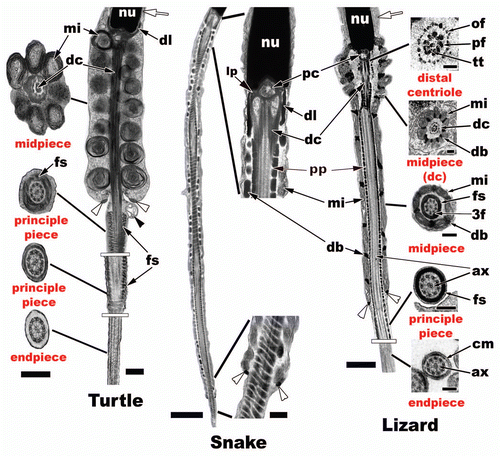 Figure 23 Turtle (Trachemys scripta): Step 7 spermatid flagellar morphology. The mitochondria (mi) of the midpiece have conspicuous outer concentric layers of membrane (cristae) and are large and round compared to the elongated mitochondria of the snake and lizard. There is no neck region between the mitochondria of the midpiece and the nuclear fossa. The dense collar (dl) points upward and surrounds the most caudal portion of the nucleus, which is in direct contrast to what is seen in squamates. The midpiece is made up of 7 to 8 concentric rings of mitochondria and the distal centriole (dc) runs the length of the midpiece, which is terminated by the annulus (white arrowheads). The principle piece extends away from the midpiece and is surrounded by the fibrous sheath (fs). The endpiece is the terminal end of the flagellum as it is in all reptiles and amniotes and has no fibrous sheath. Nucleus, nu; manchette, white arrow; residual body, black arrowhead. Sagittal and cross section bar = 0.5 µm. Snake (Seminatrix pygaea) (low mag. sagittal bar = 2 µm/high mag. sagittal bar = 200 nm) and Lizard (Hemidactylus turcicus) (sagittal bar = 1 µm, cross section bars = 200 nm): Step 7 spermatids have a distinct neck that houses the proximal centriole (pc), dense collar (dl), bilateral laminar projections (lp), large peripheral fibers (pf), an outer fiber ring (of) (when present: lizard) and the distal centriole (dc) in squamates. The principle piece (pp) starts within the midpiece at mitochondria tier 2 in the representative snake and lizard spermatids. Note the extremely long midpiece in the snake compared to other reptiles. Within the midpiece there are also dense bodies (db), which are not seen in the turtle spermatids. The axoneme (ax) of the principle piece is surrounded by the fibrous sheath (fs) and the enlarged peripheral fibers, 3 and 8 (3f), which remain along the length of the principle piece. Triplet microtubules, tt, cell membrane, cm.