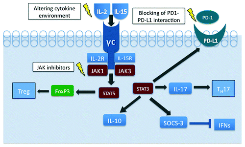 Figure 1. Phenotypic plasticity of malignant T cells in CTCL cells. By activating STAT5, IL-2 and IL-15 play a major role in inducing FoxP3 expression and a development of Treg phenotype. Activation of STAT3 leads to IL-17, IL-10, PD-L1 and SOCS-3 expression fostering the TH17 phenotype and immune evasion by diverse, FoxP3-independent mechanisms. Targeting of the key cell signaling nodes may modulate the cytokine-dependent CTCL cell phenotype and, consequently, exert a therapeutic effect.