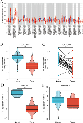 Figure 1 Expression levels of NAT1 mRNA in COAD from TIMER, TCGA and GEO databases. (A) Expression levels of NAT1 in different cancer types from TIMER database. (B) Expression of NAT1 mRNA was significantly down-regulated in COAD tumor tissues compared to normal colon tissues from the TCGA-COAD dataset. (C) Significantly decreased expression of NAT1 mRNA in COAD tumor tissues compared to adjacent paired normal colon tissues in the TCGA-COAD data. (D) GSE9348 dataset reveals a significantly lower NAT1 mRNA expression in COAD than in normal colon tissues. (E) GSE20916 dataset reveals a significantly lower NAT1 mRNA expression in COAD than in normal colon tissues.