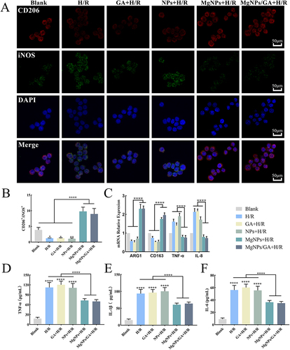 Figure 6 Anti-inflammatory effects of MgNPs/GA in vitro. (A and B) CD206/iNOS immunofluorescence images and quantitative analysis of fluorescence intensity, scale bar: 50µm. (C) PCR analysis of the expression of M1-related genes TNF-α, IL-8 and M2-related genes ARG1 and CD163. (D–F) Detection of inflammatory factors TNF-α, IL-1β and IL-6. Results are presented as mean ± SD (N = 3), *P < 0.05, **P < 0.01, ****P < 0.001.