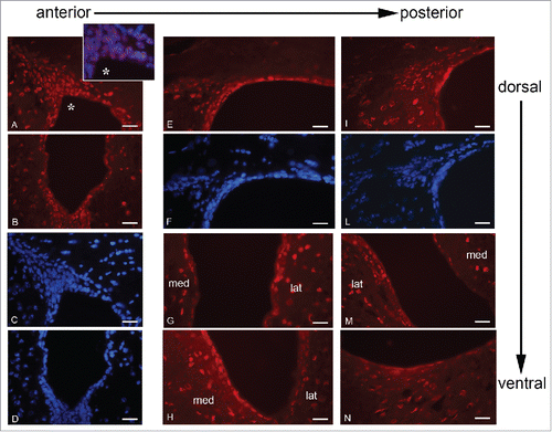 Figure 6. PPARγ immunolocalization along the A-P axis of mouse brain LVs. A-D, dorsal (A, C) and ventral (B, D) neurogenic regions of rostral LV stained for PPARγ (A, B) and DAPI (C, D). E-H, intermediate region of LV, dorso-lateral neurogenic wall stained for PPARγ (E) and DAPI (F); medio-lateral and ventral walls stained for PPARγ (G-H). I-N, caudal LV; dorso-lateral neurogenic wall stained for PPARγ (I) and DAPI (L); medio-lateral and ventral walls stained for PPARγ (M-N). lat, lateral wall; med, medial wall. Bar = 40 μm.