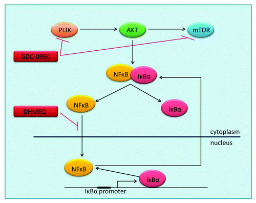 Figure 1. PI3K signaling and inhibition PI3K-AKT-mTOR activation leads to regulation of proliferation, apoptosis, angiogenesis and other key cellular processes, through the transcription of hundreds of target genes by NFκB. Inactive NFκB is bound by its inhibitor IκBα in the cytoplasm, until activation leads to dissociation of the two proteins and proteosomal degradation of IκBα. NFκB is then free to translocate to the nucleus where it acts as a transcription factor. One of NFκB’s many target genes is IκBα, which removes NFκB from the nucleus, returning it to its original inactive form in the cytoplasm. GDC-0980 is a dual PI3K–mTOR inhibitor. DHMEQ is an inhibitor of NFκB translocation to the nucleus. AKT, Protein Kinase B; IκBa, Nuclear factor of kappa light polypeptide gene enhancer in B-cellsinhibitor, α; mTOR, mammalian target of rapamycin; NFκB, Nuclear factor kappa-light-chain-enhancer ofactivated B cells; PI3K, Phosphatidylinositide 3-kinase.