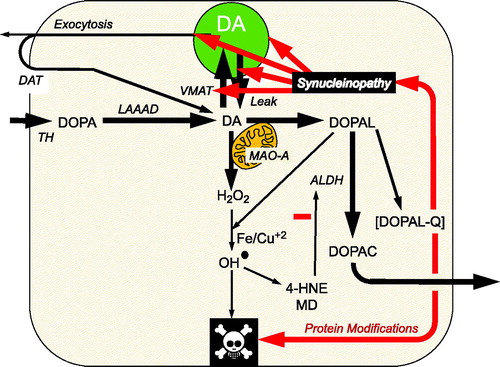 Figure 1. Overview of the catecholaldehyde hypothesis. Dopamine (DA) is synthesized from 3,4-dihydroxyphenylalanine (DOPA) by l-aromatic-amino-acid decarboxylase (LAAAD), after DOPA is produced from tyrosine via tyrosine hydroxylase (TH). DOPAL is formed from the action of monoamine oxidase-A (MAO-A) on cytoplasmic dopamine (DA). DOPAL is detoxified by aldehyde dehydrogenase (ALDH), which converts DOPAL to 3,4-dihydroxyphenylacetic acid (DOPAC). DOPAC rapidly exits the cell. According to the catecholaldehyde hypothesis, interactions of DOPAL and the protein alpha-synuclein set the stage for vicious cycles that challenge homeostasis in catecholaminergic neurons. DOPAL oxidizes spontaneously to DOPAL-quinone (DOPAL-Q). DOPAL reacts with hydrogen peroxide and divalent metal cations to form hydroxyl radicals, which peroxidate membrane lipids. The lipid peroxidation products 4-hydroxynonenal (4-HNE) and malondialdehyde (MD) inhibit ALDH. DOPAL, probably via oxidation to DOPAL-Q, oligomerizes and forms quinoprotein adducts with (“quinonizes”) AS. DOPAL-induced synuclein oligomers impede vesicular functions, evoking destabilizing positive feedback loop.