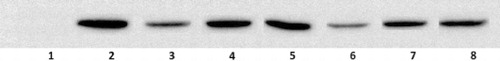 Figure 4. Effect of kopetdaghins A, C and E on LPS-induced iNOS expression. Lysates were prepared from control or LPS (1 μg/ml) stimulated macrophages alone or in combination with kopetdaghins for 24 h. Different lanes were represented as follow: (1) unstimulated macrophages, (2) LPS-stimulated macrophages, (3, 4) stimulated macrophages with 20 and 50 μg/ml of kopetdaghin A, (5, 6) stimulated macrophages with 20 and 50 μg/ml of kopetdaghin C, and (7, 8) stimulated macrophages with 20 and 50 μg/ml of kopetdaghin E.