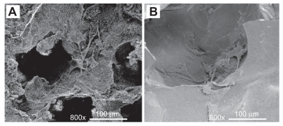 Figure 3 SEM images of osteoblasts cultured on the scaffolds for 1 day: (A) PCLP scaffold; (B) solvent casting scaffold.Abbreviations: PCLP, powder mixing, compression molding, low-temperature treatment, and particulate leaching; SEM, scanning electron microscopy.