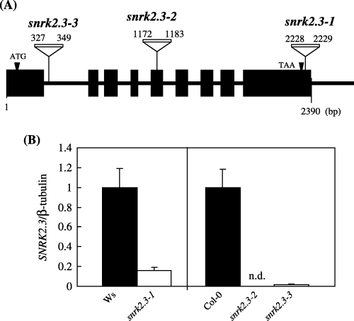 Figure 3  (A) T-DNA insertion sites of snrk2.3 mutants. (B) SNRK2.3 mRNA accumulation in 14-day shoots of wild-type Wassilewskija (Ws) (▪) and snrk2.3 mutants (□) grown on +S agarose plates. Transcript level significantly decreased in all three mutants (mean ± standard deviation, n = 3). n.d., not detected.