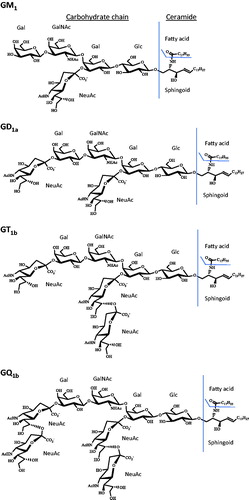 Figure 1. Chemical structures of GM1, GD1a, GT1b, GQ1b gangliosides. Gangliosides with d36:1 ceramides. Gal is galactose, GalNAc is N-acetylgalactosamine, Glc is glucose and NeuAc is N-acetylneuraminic acid (sialic acid).