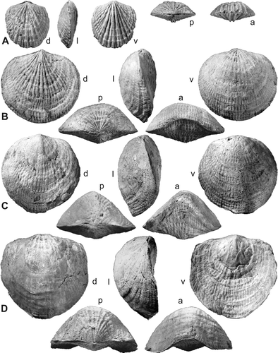 Fig. 2. Atrypa sp. cf. A. dzwinogrodensis Kozłowski, Citation1929. A, AMF29280, juvenile shell. B, AMF29279, clearly showing abrupt change in rib size and spacing. C, AMF29198, figured Mitchell & Dun Citation1920, pl. XV, fig. 7. D, AMF29199, figured Mitchell & Dun, pl. XV, fig. 6. A & B labelled ‘Silverdale’, Silverdale Fm or basal Black Bog Shale; C & D labelled ‘near Silverdale’, Bowspring Limestone Member. Letters d , l , v , p , a , here and in subsequent Figures, indicate the same shell in dorsal, lateral, ventral, posterior and anterior views. All ×2.