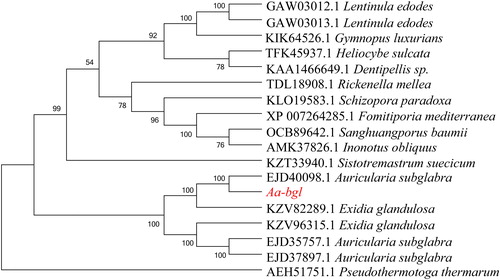 Figure 8. Phylogenetic tree of A. heimuer Aa-bgl and homologs from various species.