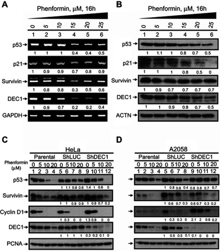 Figure 4 Cross-talk between phenformin and DEC1 in HeLa and A2058 cells. (A and B) HeLa cells were treated for 16 h with the indicated concentration of phenformin. Cell lysates were then subjected to (A) RT-PCR or (B) Western blot analysis of p53, p21, DEC1, and survivin. GAPDH was the mRNA loading control, while ACTN was the protein loading control. PCR and protein bands (A and B) were quantified through pixel density scanning and evaluated using ImageJ. The fold was normalized to the control for the gene or protein. (C and D) DEC1 was knocked down in (C) HeLa and (D) A2058 cells, which were then treated for 16 h with the indicated concentration of phenformin. Cell lysates were subjected to Western blot analysis using antibodies against p53, survivin, cyclin D1, and DEC1. PCNA was the protein loading control. Protein bands (C and D) were quantified through pixel density scanning and evaluated using ImageJ. The fold was compared with shLUC, normalized to the internal control protein PCNA. The results are representative of three independent experiments.