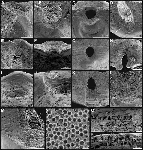 Figure 9. Ontogenetic development of pedicle foramen of Palaeotreta zhujiahensis from the Shuijingtuo Formation of western Hubei. A, enlarged pedicle notch of Figure 8A; B, juvenile with unrestricted pedicle notch, showing raised propareas (arrows), ELI-AJH 8-2-3 AC-11; C, posterior view of Figure 8B; D, ‘U’-shaped pedicle notch, note the growth of propareas at the posterior margin of metamorphic shell (arrow); E, F, ‘U’-shaped pedicle foramen is soon to be enclosed, note the growth of propareas (arrow); G, enclosed pedicle foramen with short intertrough, ELI-AJH 8-2-D AD2-12; H, larger adult showing pedicle foramen outside the metamorphic shell, ELI-AJH 8-2-3 CD2-02; I, enlargement of propareas growing at the posterior margin of metamorphic shell and lateral sides of pedicle foramen of G; J, lateral view of I, note propareas growth (arrow); K, posterior view, showing pedicle foramen mostly located outside the metamorphic shell, box indicates the area shown in L, ELI-AJH 8-2-3 AC-22; L, enlarged view showing propareas growth (arrow); M, enlargement of propareas at the posterior margin of metamorphic shell, note pedicle foramen (arrow), ELI-AJH 8-2-1 AE-09; N, pitting structures on metamorphic shell, ELI-AJH 8-2-1 AE-09; O, P, enlarged secondary columnar layer, ELI-AJH 8-2-1 AE-09, ELI-AJH 8-2-1 CE-03.