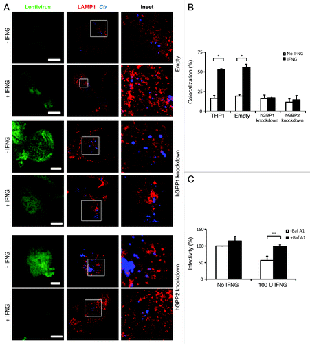 Figure 3. IFNG-induced lysosomal interaction with early chlamydial inclusions was abrogated in hGBP1 and hGBP2 knockdown macrophages. (A) Empty (control), hGBP1 and hGBP2-stable knockdown THP1-derived macrophage monolayers were prestimulated for 24 h with 100 U/ml IFNG and then infected with C. trachomatis as described in Figure 2. IFNG untreated control cells were similarly infected. (A) Double immunofluorescence labeling 3 h p.i. revealed that IFNG stimulated the association of the lysosomal marker LAMP1 (red) with C. trachomatis (blue) inclusions in control cells. While IFNG stimulation demonstrated no recruitment of lysosomes to inclusions in cells deficient of either hGBP1 or hGBP2. Images are representative of two independent experiments. (B) Percentage colocalization Ctr inclusions with LAMP1. Quantification of LAMP1-positive chlamydial inclusions revealed nonsignificant colocalization in cells lacking hGBP1 or hGBP2. Approximately 100 cells per sample were examined. Colocalization expressed as a mean percentage: for each treatment, number of LAMP1 inclusions / total number of inclusions × 100. (C) Inhibition of lysosomal acidification by 100 nM BafA1 abrogated the IFNG-mediated inhibition of C. trachomatis inclusion growth. Infectivity assays were performed as in Figure 1B. BafA1 led to an increase in the yield of infectious progeny in IFNG-treated cells Results shown in (B and C) are from three independent experiments. Error bars ± SD. Statistical significance was analyzed by Student’s t-test; **p < 0.01, *p < 0.05. Scale bars: 5 μm.