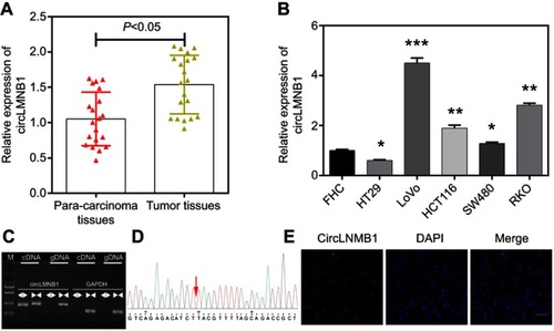 Figure 1 CircLMNB1 was highly expressed in colorectal cancer (CRC) tissues and cells. (A) The level of circLMNB1 expression was determined by the qRT-PCR assay in 20 pairs of CRC tissues and para-carcinoma tissues (P<0.05). (B) CircLMNB1 expression was assessed by the qRT-PCR assay in human fetal colon (FHC) cells and CRC cell lines (HT29, LoVo, HCT116, SW480, and RKO), respectively (*P<0.05, **P<0.01, ***P<0.001 vs FHC group). (C, D) CircLMNB1 was validated using PCR (C) and Sanger sequencing (D). (E) The level of circLMNB1 expression in LoVo cells was evaluated with the FISH assay. Magnification ×200, scale bar =50 μm.