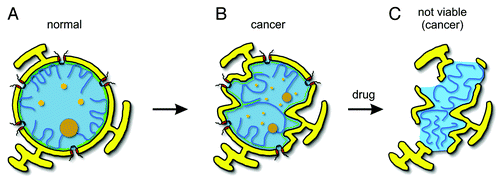 Figure 1. Nuclear organization. (A) The nuclear shape of most normal cells is oval. Nuclear envelope (yellow) is penetrated by the nuclear pore complexes (red). Underneath the nuclear envelope is the nuclear lamina (green), which provides the stiffness to the NE and serves as a tethering surface for chromosomes (blue lines). (B) Several cancer types are characterized by abnormal expression of lamins (particularly A-type), altered chromatin organization, and multi-lobulated nuclear shape. Other changes involve enlargement or fragmentation of the nucleolus (brown, large circles) and promyelocytic leukemia (PML) bodies (orange, small circles). Note that all these changes might not occur simultaneously in every cancer type. (C) Possible nuclear appearance of cancer cell nuclei after the treatment with drugs that interfere with mechanisms of nuclear assembly and organization.