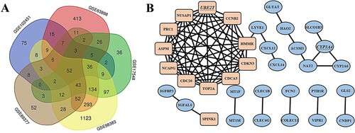 Figure 1. Venn diagram, PPI network and the significant modules of the differentially expressed genes (DEGs). (A) DEGs were selected with ∣logFC (fold change)∣ > 1 and adj. P-value < 0.05 among the mRNA expression profiling sets GSE98383, GSE63898, GSE17548, GSE89377 and GSE102451. The 5 datasets showed an overlap of 52 genes. (B) The PPI network of DEGs was constructed using Cytoscape. Up-regulated and down-regulated genes were marked in rectangle and oval, respectively. The hub genes UBE2T and CYP3A4 were marked with underline.
