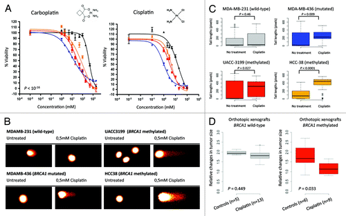 Figure 2. BRCA1 epigenetic inactivation predicts sensitivity to platinum-based chemotherapy. (A) Cell viability assessed by the MTT assays demonstrates that methylated (UACC3199 and HCC-38) and mutant (MDA-MB-436) BRCA1 cells both exhibit enhanced sensitivity to cisplatin and carboplatin in comparison with wild type and unmethylated MDA-MB-231 breast cancer cells. The corresponding IC50 values are shown. (B) Representative comet assays show DNA damage upon cisplatin use in the BRCA1 methylated or mutated cell lines. (C) Quantification of the obtained values from the comet assay. (E) BRCA1-hypermethylated cells are not able to repair DNA damage when cisplatin is used. The values of comet assays shown in box-plots demonstrate that both methylated and mutant BRCA1 cells experience permanent DNA damage when cisplatin is used that it is not observed in BRCA1 wild type or unmethylated cells (MDA-MB-231). (D) Relative changes in tumor size of UACC3199 (BRCA1 hypermethylated) and MDA-MB-231 (BRCA1 unmethylated) cancer cells xenografted in nude mice upon cisplatin use. Values shown at 28 d after the start of the chemotherapy treatment.