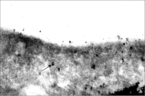 Figure 8 Engulfment of 10 nm magnetite particles by an alveolar macrophage.Notes: Transmission electron microscopy, magnification ×140,000. Phagosomes are shown with arrows 1.