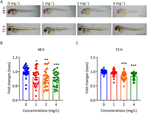 Figure 1 The effect of AgNP treatment on eye development in zebrafish. (A) The morphology of zebrafish eyes after 48 and 72 h of AgNP treatment, Scale bar, 1 mm. (B and C) Quantification of the diameters of whole eyes of zebrafish after 48 and 72 h of AgNP treatment (n = 30 for each group). Data are shown as the means ± SEM. *P < 0.05, **P < 0.01, ***P < 0.001. Red boxes, eye regions.