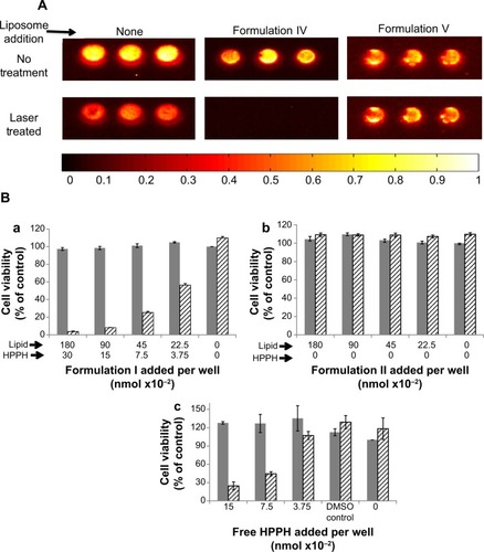 Figure 5 Effect of laser treatment of cell viability in the presence of liposomes.Notes: (A) Loss of luciferase expression: MDA-MB-231LM2Luc+ cells plated on 96-well clusters (2×104 cells per well) were incubated with 20 μL of Formulation IV (containing ~100 nmol lipid and 3 nmol HPPH)) or Formulation V (~100 nmol lipid and zero nmol HPPH). Subsequently, laser treatments were done and luciferase images were captured. Control wells, without addition of liposomes, were treated under identical conditions. Loss of luciferase expression was observed in the defined ROI within each image of cell well clusters upon laser treatment of the cells. (B) Cytotoxicity measurements: MDA-MB-231 cells incubated with Formulation I, II, or free HPPH were treated with the laser for 5 minutes, then placed on 96-well clusters in triplicate (2×104 cells per well at 37°C). Incubations were continued for 48 hours and cell viability was monitored. (a) Cells incubated with Formulation I, (b) Cells incubated with Formulation II, and (c) Cells incubated with free HPPH. Values are presented using cells without laser treatment as 100% cell viability. ±SD, three samples from a single experiment. The results are reproducible from at least two independent experiments.Abbreviations: HPPH, 2-[1-hexyloxyethyl]-2-devinyl pyropheophorbide-a; ROI, region of interest; SD, standard deviation.