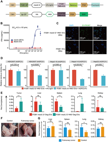 Figure 5 Examination of the effect of mouse single chain IL12 and HN3 nanobody on the cell-binding properties of EVs. (A) Schematic design of an exosomal nanobody (HN3) and mouse single chain IL12 (mscIL12), whose vesicular loading was driven by the transmembrane domains of PDGFRβ and ITGB1, respectively. (B) Dose-response curve of mscIL12 EVs in mouse splenocytes, analyzed using the “drc” package in R. (C) Representative fluorescence images of HepG2 cells after incubation with PKH67-labeled EVs. Nuclei were stained with DAPI. (D) Cellular NanoLuc activities in various cell lines after incubation with ITGB1−mscIL12+HN3+ EVs, or ITGB1−mscIL12+HN3+ EVs in the presence of hGPC3-Fc fusion protein. Luciferase activities were normalized to the chemiluminescence intensities of cells incubated with respective EVs alone. (E) Particle populations (normalized to the plasma concentration) of EVs with or without the GPC3-targeting module (HN3) in the tumor and major organs. (F) Representative images of healthy and tumor-bearing lungs. (G) Particle populations (normalized to the plasma concentration) of the ITGB1−mscIL12+HN3+Deg EVs in the major organs of healthy (Control) or lung metastasized (pulmonary tumor) mice. **P < 0.01; ***P < 0.001.