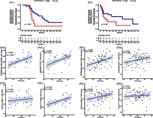 Figure 5. External validation of the effect of UPR on prognosis and immune infiltration in TCBC. (A1, B1) Survival curves of UPR score for OS in GSE5287 and GSE1827; (A2, B2) Correlation of UPR and CD56bright natural killer cell in GSE5287 and GSE1827; (A3, B3) Correlation of UPR and activated CD4 T cell in GSE5287 and GSE1827; (A4, B4) Correlation of UPR and gamma delta T cell in GSE5287 and GSE1827; (A5, B5) Correlation of UPR and type 2 T helper cell in GSE5287 and GSE1827; Cor: Pearson's correlation coefficient.