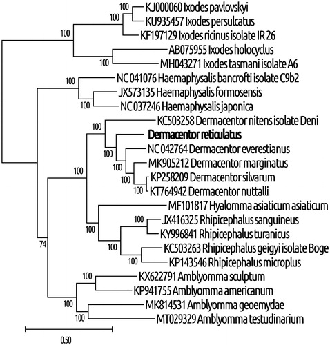 Figure 1. Phylogenetic relationships between D. reticulatus and other tick species, based on mitochondrial sequences. The method of maximal likelihood with the GTR (G + I) algorithm was used (Guindon et al. Citation2010). Support indices were defined using the bootstrap method with 1000 repeats. MEGA X software was used for visualization (Kumar et al. Citation2018). The GenBank accession numbers and species of ticks are indicated on the tree. The genetic distance scale is shown at the bottom. The bold type was sequenced in this study.