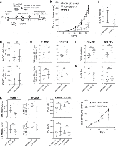 Figure 3. Immunotherapy of SASP from Stat3-silenced 4T1 cells with irradiated wild type cells promotes an antitumor immune response