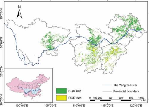 Figure 5. Rice cultivated area in the study area in 2013 estimated using MODIS data.