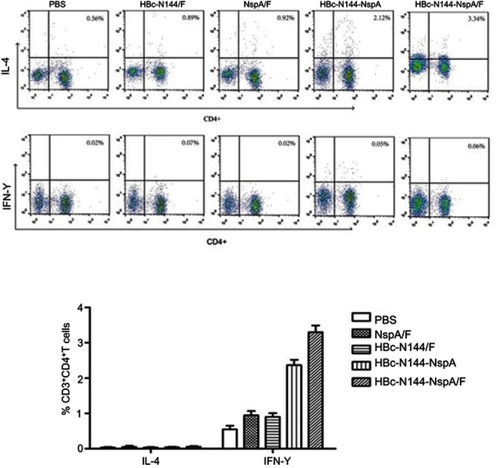 Figure 6 Splenocytes from different groups of mice were stimulated and types of immune response evaluated by flow cytometry. (A) Percentage of secreted IL-4 and IFN-γ relative to those secreted by splenocytes from control mice immunized with PBS. (B) Comparison of mean and standard deviation values of secreted IL-4 and IFN-γ levels. ***p<0.001.Abbreviations: IFN-γ, interferon-gamma; CD4+, cells expressing cluster of differentiation 4 (T helper cells); CD3+, cells expressing clusters of differentiation 3 (T helper cells); PBS, vaccinated with PBS; HBc-N144, vaccinated with the N terminal 144 amino acids of Hepatitis B core protein; HBc-N144-NspA, vaccinated with Neisserial surface protein A fused with the N terminal 144 amino acids of hepatitis B core protein; HBc-N144-NspA/F, vaccinated with the HBc-N144-NspA fusion protein plus Freund’s adjuvant; NspA/F, vaccinated with Neisserial surface protein A plus Freund’s adjuvant.