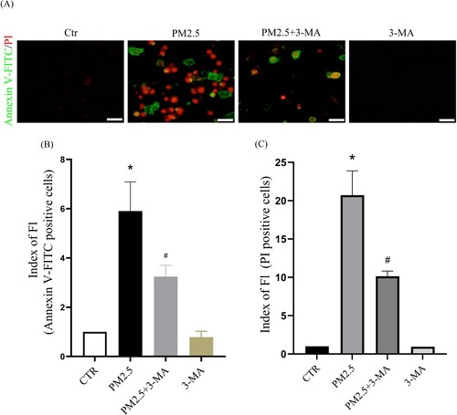 Figure 6. The autophagy inhibitor 3-MA reduces PM2.5-induced apoptosis and death. (A) Apoptosis was analyzed with Annexin V-FITC and PI staining, and observed under a fluorescent microscope. Scale bar = 50 μm. (B) Statistics of Annexin V-FITC positive cells. (C) Statistics of PI positive cells. Values are mean ± SD. *p < 0.05 versus the control group; #p < 0.05 versus the PM2.5 treatment alone group.