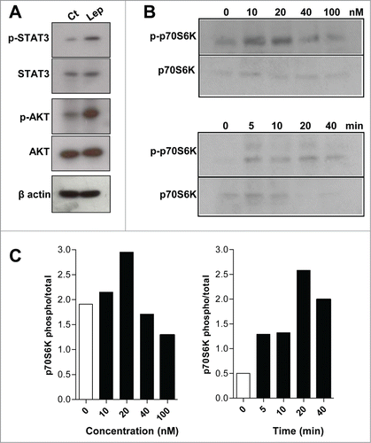 Figure 3. The leptin effects on IEC cells are dependent on mTOR pathway. (A) IEC cells were incubated with leptin (20nM) for 20 minutes and the westerns blots for the p-STAT3, total STAT3, p-AKT, total AKT and of the cell extracts are shown. (B) IEC cells were incubated with 10, 20, 40 e 100 nM of leptin for 20 minutes (upper panel) and with leptin (20nM) for 0, 5, 10, 20 and 40 minutes (lower panel). After incubations the cells were harvested and Western blottings for phosphorilated P70S6K (p-P70S6K) and total P70S6K were performed. In (C), it is shown the respective densitometries of blots in B.