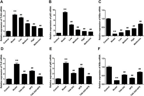 Figure 6 Effects of APS on the mRNA expression of TLR4, p65 and IκBα. (A and D) TLR4. (B and E) p65. (C and F) IκBα. **P<0.01 vs control, ##P<0.01 vs model.