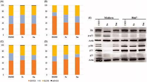 Figure 4. Detection of cell cycle arrest. Cell cycle analysis of Mahlavu for (A) 48 h (B) 72 h and Huh7 for (C) 48 h and (D) 72 h after treatment with compounds 5o and 5m, and DMSO controls following 48 h and 72 h of treatment. Orange, blue, yellow and black show GO/S1, S, G2/M, and Sub-G1, respectively. (E) Rb, p53, phospho-Rb, and phospho-p53 in Mahlavu and Huh7 cells with 5o and 5m for 72h. Actin was used for equal loading.