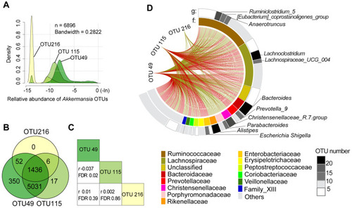 Figure 3 Distribution of Akkermansia OTUs and their correlations with other microbiota. (A) Distribution of 3 Akkermansia OTUs. (B) Overlap of the distributions of Akkermansia OTUs in all participants. (C) Correlations of the 3 Akkermansia OTUs. r is the Pearson coefficient. (D) Associations between Akkermansia OTUs and other gut microbes. The first and second circles represent OTUs at the genus (g) and family (f) levels, respectively; and red and green lines represent positive and negative correlations, respectively. Only significant correlations are shown.