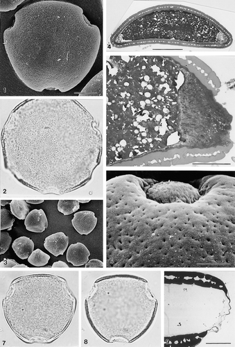 1–9. Areca klingkangensis Dransfield, JD6103, triporate pollen: (1) grain in presumed polar view (SEM); (2) aberrant pollen grain showing 5 of the 6 aperture sites, note larger size of grain, cf. 7–8 (LM); (3) group of grains at low magnification to show consistency of triporate condition (SEM); (4) ultrathin section of pollen grain, polar plane (TEM); (5) ultrathin section through pore, polar plane, note thickened and channelled intine in aperture region and narrow, non-acetolysis resistant, dark-staining layer underlying foot layer (TEM); (6) close up of unacetolysed grain showing aperture and intine “plug” in situ; (7, 8) LM of the whole grain: (7) high focus, (8) low focus; (9) ultrathin section of acetolysed pollen, polar plane; note very reduced ectexinous membrane over aperture, and absence of non ectexinous material in non apertural region (TEM). LM Figs. ×1000 (in 2, 7, 8). In SEM & TEM Figs. scale bars: 2.5 μm (in 5, 6, 9); 10 μm (in 1, 4); 25 μm (in 3).