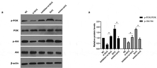 Figure 6. MiR-181a-5p regulated the PI3K/AKT pathway via Sirt1 in hBMSCs. A. B. After overexpression and silence of miR-181a-5p or overexpression and silence of Sirt1, the PI3K/AKT of hBMSCs was detected by western blot. n = 3, *p < 0.05 and **p < 0.01