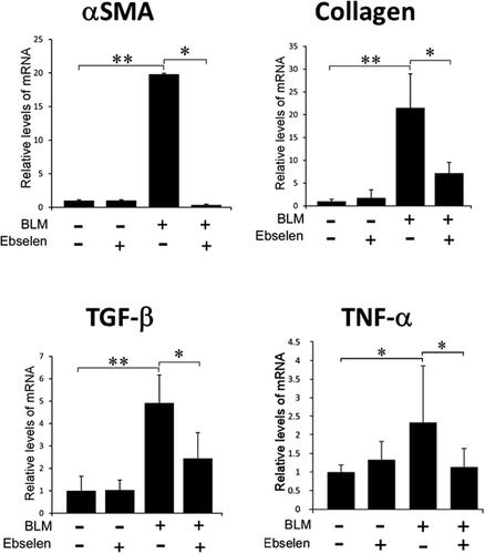 Figure 7. Inhibitory effect of ebselen on αSMA, collagen, TGF-β1, and TNF-α expression. Quantitative real-time RT-PCR was performed to investigate the effect of ebselen on the expression of αSMA, collagen, TGF-β1, and TNF-α involved in fibrosis. The administration of BLM increased the expression of αSMA, collagen, TGF-β1, and TNF-α; however, these changes were suppressed by treatment with ebselen. P < 0.05 denotes a statistically significant difference. αSMA: α-smooth muscle actin; BLM: bleomycin; RT-PCR: reverse transcription-polymerase chain reaction; TGF-β1: transforming growth factor-β1; TNF-α: tumor necrosis factor-α.