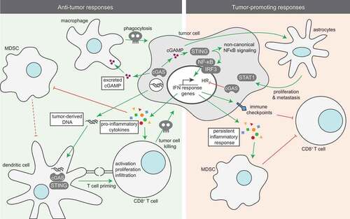 Figure 2. cGAS/STING signaling serves multiple paracrine functions in the tumor microenvironment.