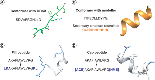 Figure 2. Examples of the conformer and modifications modules.(A) Prediction of an extended conformer for the peptide sequence SDVAFRGNLLD using the ETKDGv3 module from RDKit [Citation24]. (B) Prediction of a helical conformer for peptide ITFEDLLDYYG using a combination of PSIPRED [Citation26] and Modeller [Citation16] to predict the secondary structure and generate the 3D model using the secondary structure restraints in a loop refinement protocol. (C) Filling a peptide by adding two amino acids, LK at the N-terminal and KL at the C-terminal part, using the sequence AKAFIAWLVRG. (D) Capping the peptide AKAFIAWLVRG using the acetyl group (ACE) at the N-terminal and methylamine (NME) at the C-terminal part.