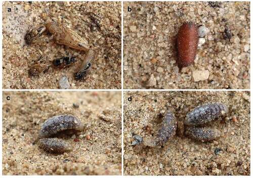 Figure 4. (a) Prey of Alysson spinosus; (b) puparium of Metopia argyrocephala; (c, d) larvae of A. spinosus.