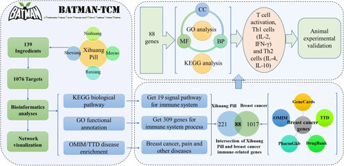 Figure 1 Network pharmacology and validation roadmap of XHP regulating immune function in the treatment of breast precancerous lesions.