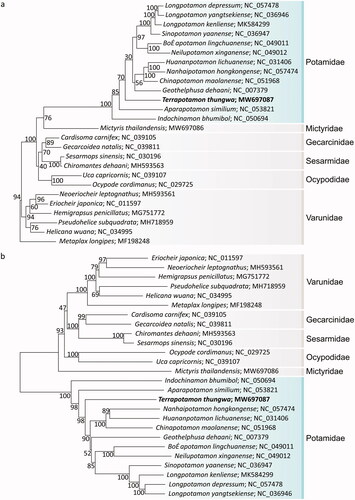 Figure 1. The phylogenetic tree of 26 species within the Crustacean class analyzed using maximum likelihood (a) and neighbor-joining methods (b) based on 13 protein-coding genes of the mitochondrial genomes. Numbers at the nodes are the bootstrap values. Terrapotamon thungwa is marked by bold letters.