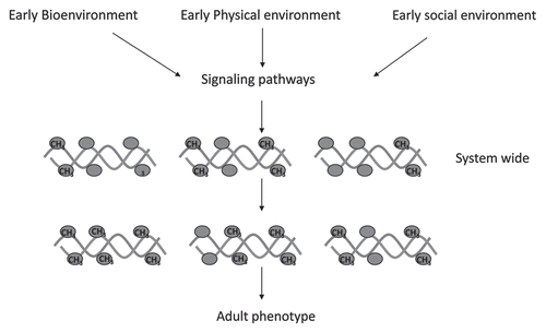 Figure 1 Adaptive response of the genome in early life. Signals triggered by early life environments turn on signaling pathways in brain as well as peripheral tissues that target chromatin and DNA methylation/demethylation enzymes to specific loci in the genome resulting in system-wide differential DNA methylation patterns. These adapt the life long phenotype to the anticipated environments.