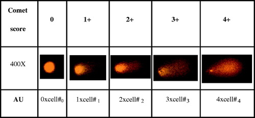 Figure 1. Evaluation of comet results (×400). Nuclei were scored as 0, 1+, 2+, 3+ and 4+ according to apparent relative proportion of DNA in the tail and head. Arbitrary units (AU) for quantification were obtained by multiplying counted nuclei by their score.