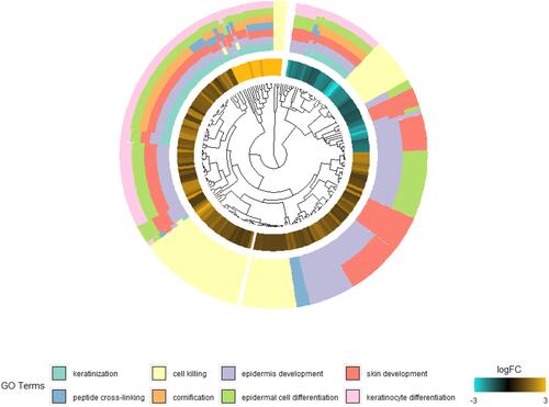 Figure 2 Gene ontology enrichment analysis of DEGs in psoriasis patients.