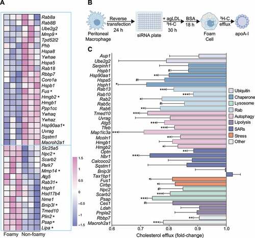 Figure 3. Lipophagy candidate genes are dysregulated in atherosclerosis and regulate foam cell cholesterol efflux. (A) Bulk RNA-seq of atherosclerotic foam cells from apoe−/− mice fed a Western diet for 28 weeks. Genes denoted by an asterisk are significantly different between macrophage populations (P < 0.05) and heatmap color values correspond to the relative expression (Z-score-transformed RPKM values) of each gene across the six samples. Data was acquired from Kim et al. [Citation30] (B) Schematic for reverse transfection of mouse peritoneal macrophages. (C) Efflux of 3H-cholesterol (x-axis) from agLDL-loaded mouse peritoneal macrophages transfected with siRNAs against indicated target mouse genes (y-axis) grouped under shared functional annotations: ubiquitination machinery (Ubiquitin), molecular chaperones (Chaperone), lysosome function (Lysosome), Rab proteins (Rab), Autophagy regulators (Autophagy), regulators of neutral lipolysis (Lipolysis), selective autophagy receptors (SARs), response to cell stress (Stress) and other. Data are the mean ± s.e.m. of four independent experiments. #P < 0.1, *P< 0.05, **P< 0.005, ***P< 0.0005