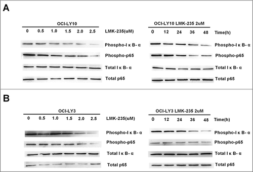 Figure 3 LMK-235 inhibited the NF-kB signaling pathway. (A)Western blot analysis showed that phosphorylation of IκB-α and p65 (p-p65 and pIκB-α) was inhibited after LMK-235 treatment in OCI-LY10 cells, but total-p65 or total-IκB- α were not affected. The cells were treated for the indicated drug concentration and sampled at the different time points with the same result.(B) The protein levels of p-p65 and pIκB-α in OCI-LY3 cellswere assessed by Western blot.