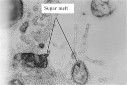 Figure 4 A microscopic picture (100X) of a thin slice from halva exposed to 150° C for 2 h.