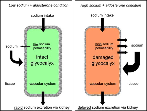 Figure 3. Hypothesis how endothelial sodium permeability could contribute to sodium homeostasis in the human organism. Shown are two extreme samples. On the left, the vascular system (in green) is shown at ‘low-sodium condition’ indicating an organism on ‘low-salt diet’. On the right, the vascular system (in red) is shown at ‘high-sodium condition’ indicating an organism on ‘high-salt diet’.